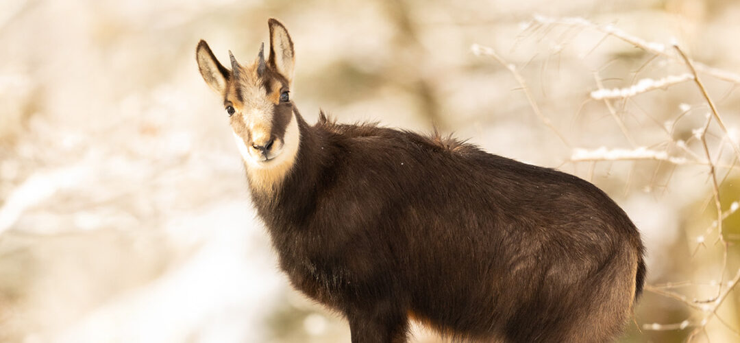 Faune sauvage