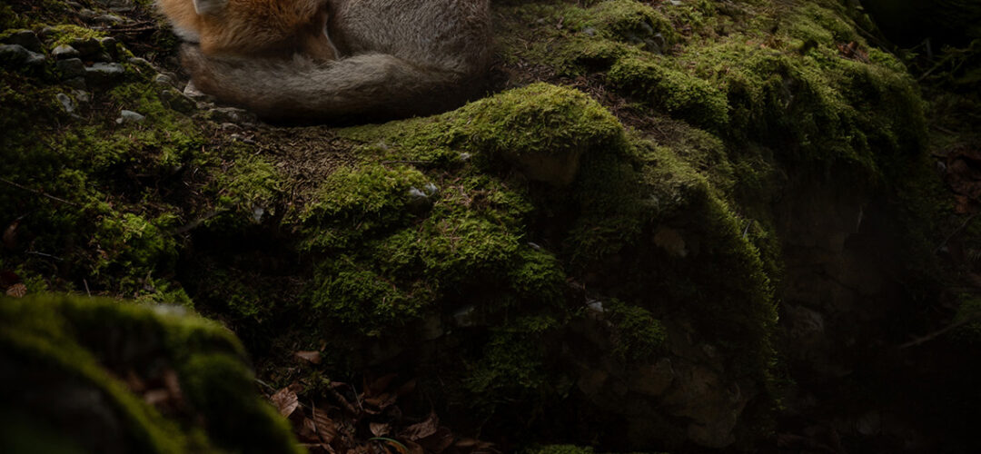Faune sauvage 2