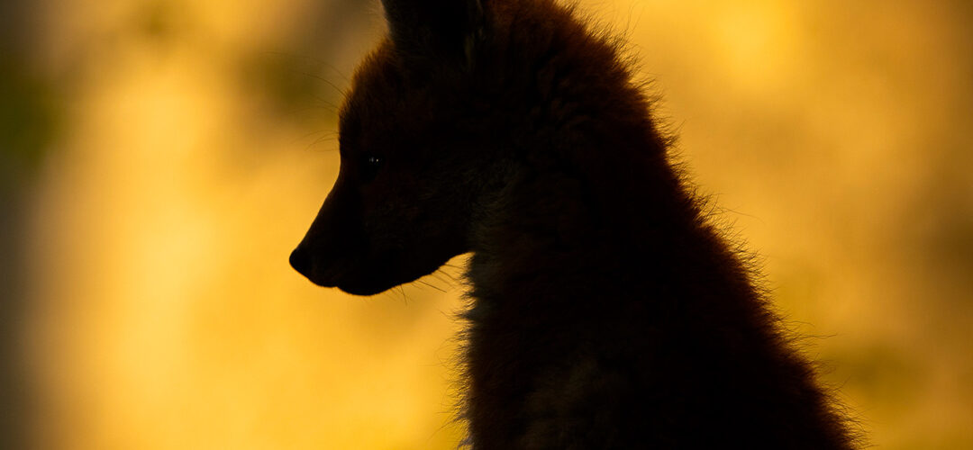 Faune sauvage 4